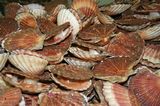 photo coquilles-saint-jacques-1.jpg