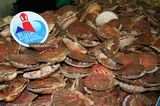 photo coquilles-saint-jacques-2.jpg