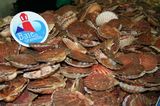 photo coquilles-saint-jacques-2.jpg